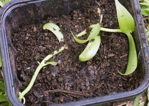 vanilla seedling planted
