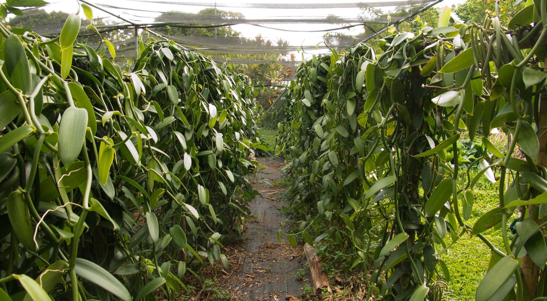 Kaua'i Vanilla Beans, Grade B 1 oz. The Vanillery of Kaua'i