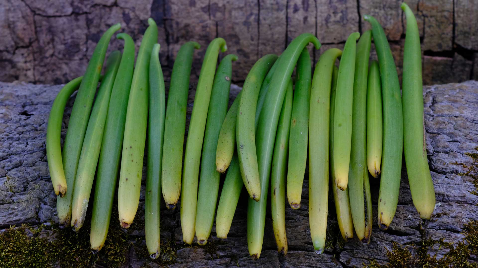 How to Cure Vanilla Beans, Part 1 - The Vanillery of Kaua'i