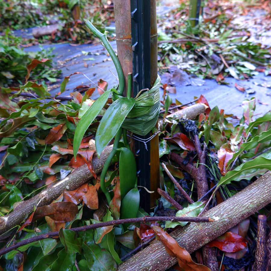 image of a vanilla cutting on a bamboo column