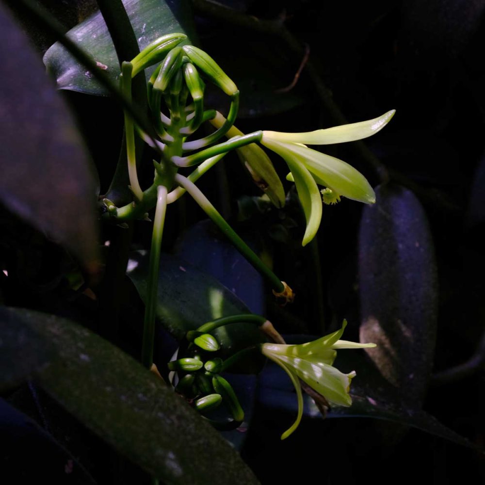 image of two vanilla flowers in shadow lit by the sun